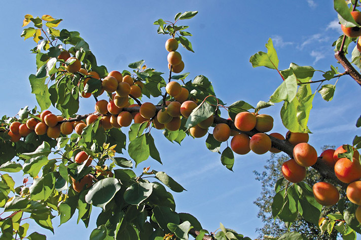 Apricot products